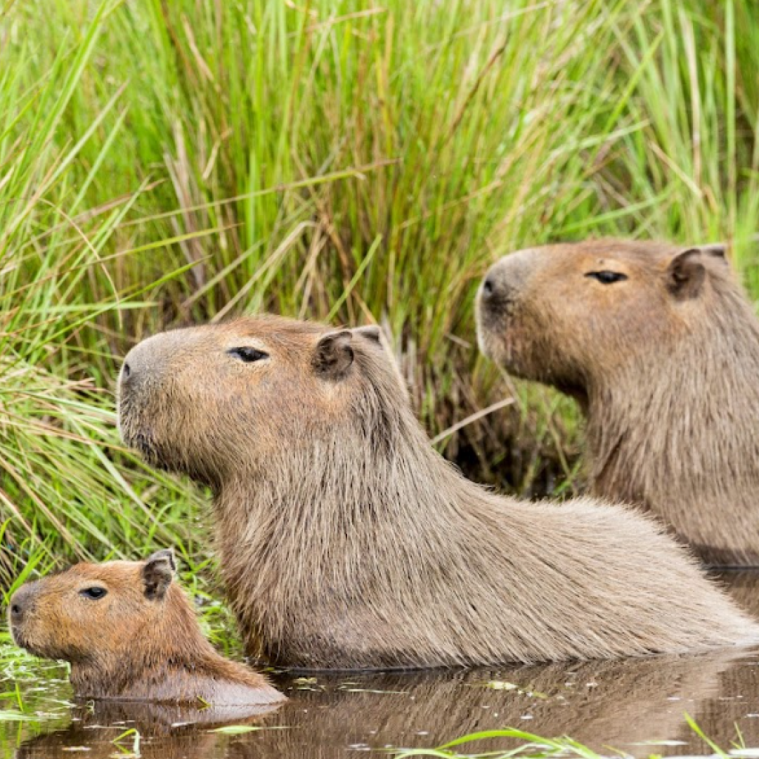 Capivara - Ecobag