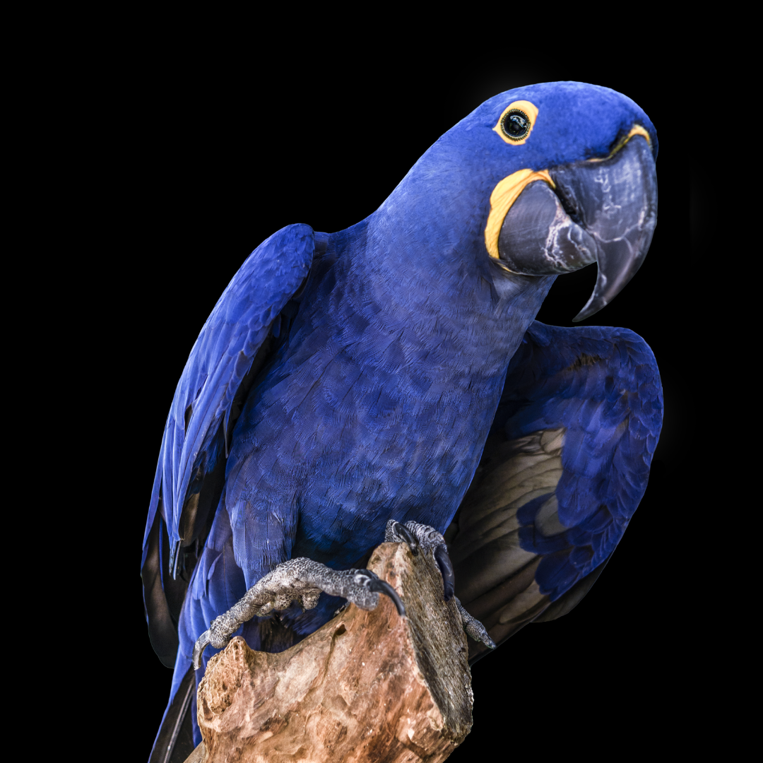Arara Azul - Ecobag