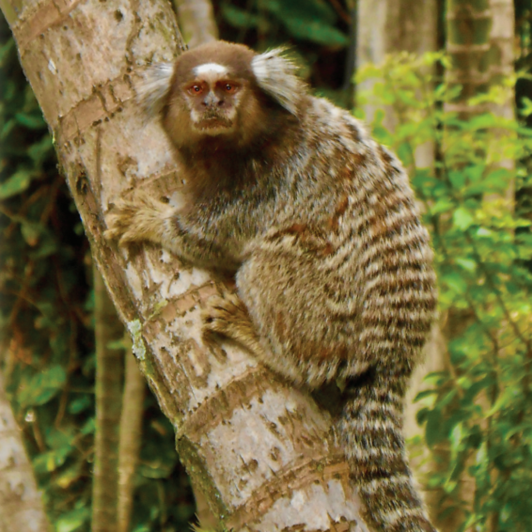 Macaco Sagui - Ecobag